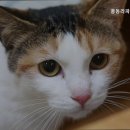 풍동 라파엘동물병원