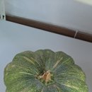 중늙은 호박과 수박 껍데기로 만든 대구탕 이미지