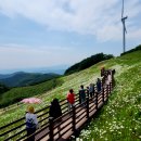 육백마지기 이미지