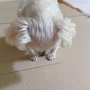 낼름