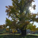 홍산객사 은행나무 이미지