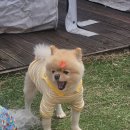 스토리멍 여수애견호텔/여수애견유치원 이미지