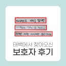 횡성동물병원 | 태백에서 믿고 오는 동물병원[2월 보호자 후기]