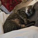 신우식당2호점소머리국밥 | 인천 계산동 계양구청 맛집 <어리버리 소머리국밥 본점> 혼밥 후기