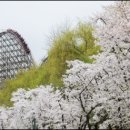 에버랜드 벚꽃, 13일 만개 예상 이미지