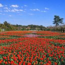 마레펜션 | 4월 태안 튤립꽃축제 숙소 마레모어펜션 가족여행 내돈내산 방문후기