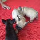 상봉농장 이미지