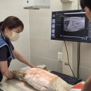 늘곁에동물병원 | 자양동물병원 잠실ON에서의 &#39;노령견 마취 걱정&#39;, 더 이상은 안 해도 되는 이유?