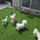 댕댕랜드 이미지