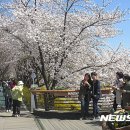 논현로28길(벚꽃길) 뉴시스