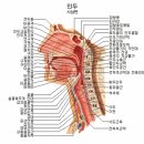 인체해부도, 뼈 사진, 골격계통, 근육 계통... 이미지