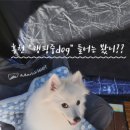 캠핑중DOG 이미지