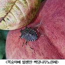 만생종 복숭아, 노린재 방제 철저