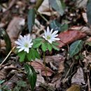 아네모네(Anemone) 이미지