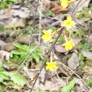 들에핀 매화 이미지