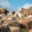 기복이네 이미지