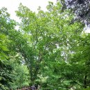 효석문학100리길 제2구간 이미지