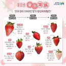 미소농장(생산종류: 고양이) | 설 선물 당도 높은 금실딸기 당일배송도착 🍓딸기 품종 지도