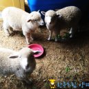 여수목장 이미지