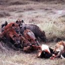 하이에나 PC 이미지