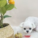 슈멍드아 이미지