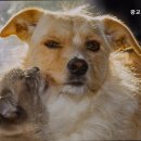 광교산동물병원 이미지