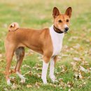 라온동물병원 이미지