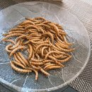 오엠오