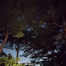 황금카부분정비 | 서울 걷기 좋은 곳, 남산 하늘숲길 아이와 다녀온 후기