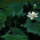 비실연꽃마을 이미지