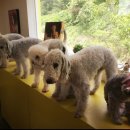 청순하개 이미지