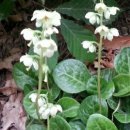 노루발풀의 효능과 부작용 이미지