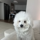 펫살롱지니 이미지