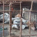 복지 우려에도 인도네시아 개고기 사업 붐 이미지