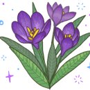 미스코다리 이미지