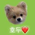 단독 dandog 이미지