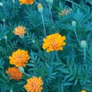 한방농장 이미지