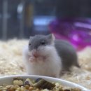 털뭉치즈 이미지