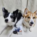 글로벌진돗개 | (강아지 눈 영양제 추천)페노비스 인캡슐루테인 눈 영양제 급여후기