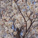 용답도서관 | 서울 매화 만개 청계천 매화거리 오늘 실시간 봄꽃구경