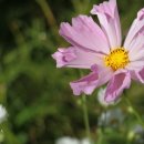 모네정원 이미지