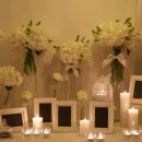 페트코코 이미지