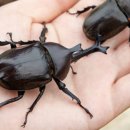 장수엄마 농장 이미지