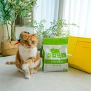 최강 | 고양이 모래 추천 먼지 없고 탈취력 좋은 최강모래 B2 사용 후기