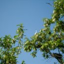 느티나무길 이미지