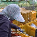 삼대농장 이미지