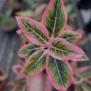 오로라핑크 이미지