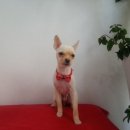 뽀미 애견 미용샵 이미지