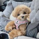 퍼피룸 네이버블로그