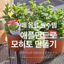 해주여관 | 파주 카페에서 직접 키우는 애플민트, 모히토 활용 후기
